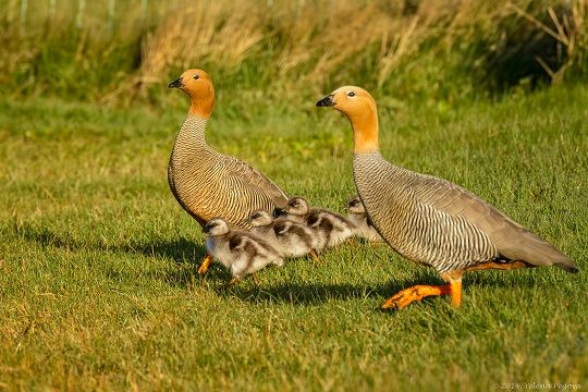 Protegido: Cauquenes migratorios